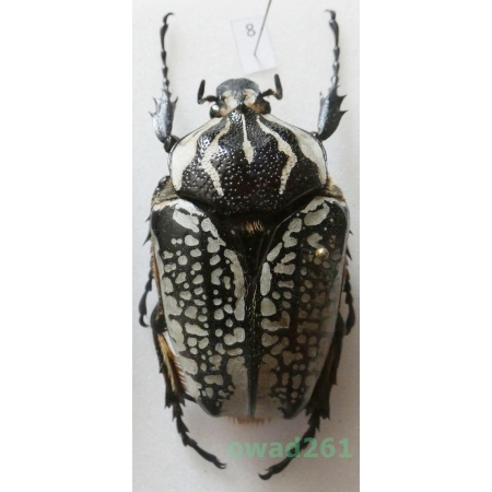 Goliathus orientalis (Moser, 1909) female Camerun 58mm8